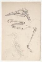 KT 2009 028-429
<br/>
Skelet van een watervogel
<br/>
<em>Trigt, Stephanus Hendrik Willem van (1790-1840)</em>